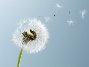 Close up of seeds blowing from dandelion on blue background